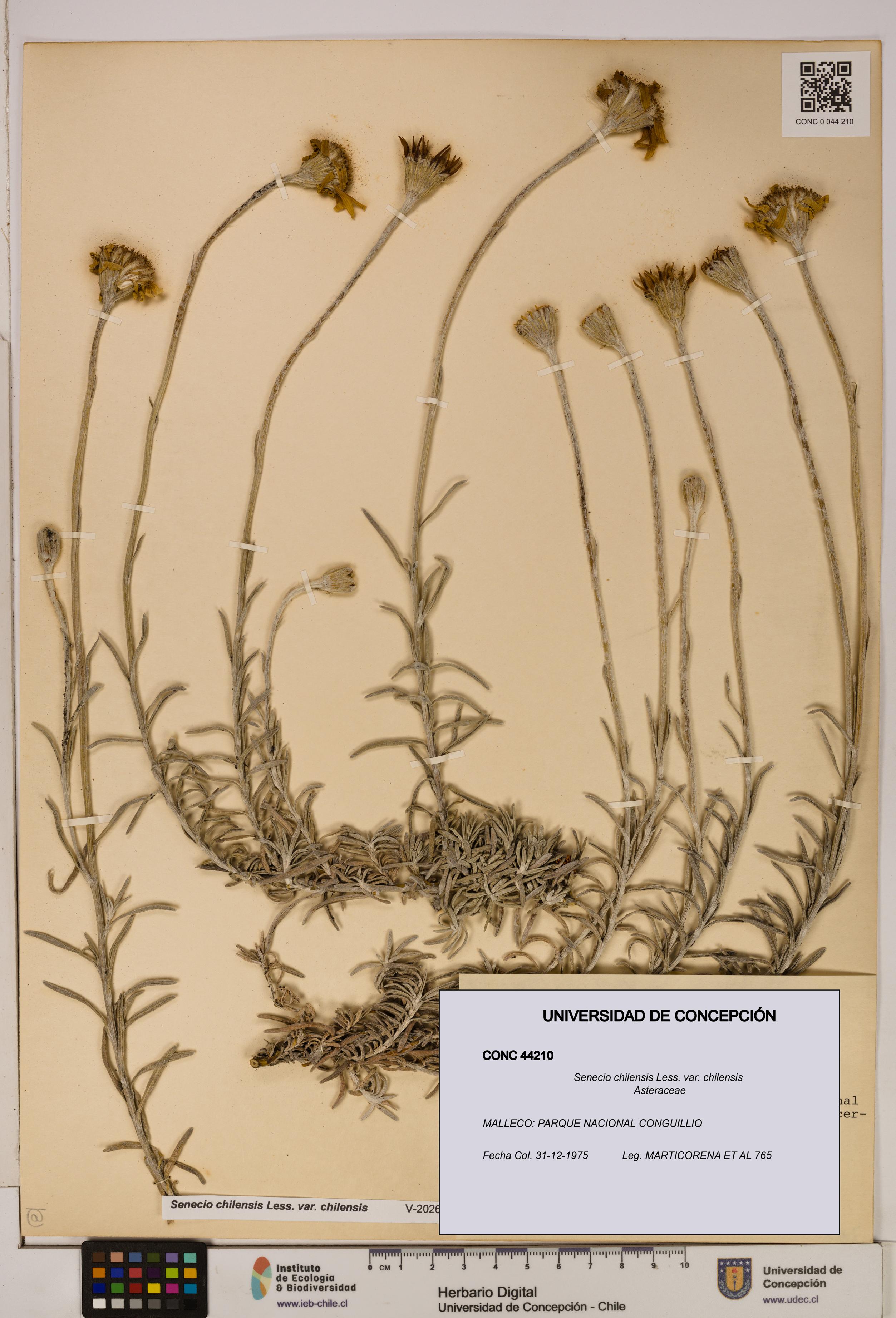Senecio chilensis var. chilensis [Espécimen: UDEC:CONC:0044210]