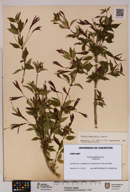 Fuchsia magellanica [Espécimen: UDEC:CONC:0044221]