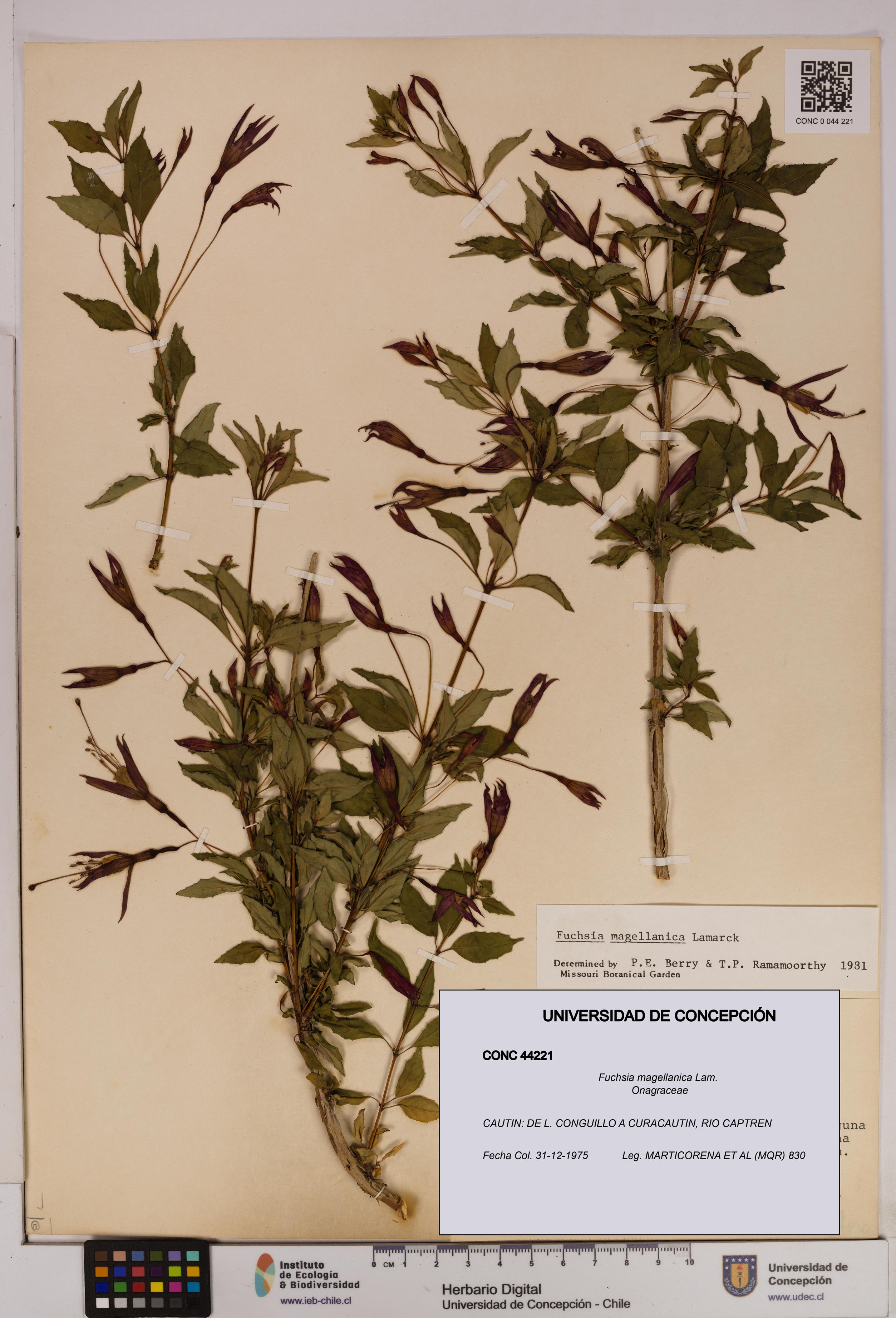 Fuchsia magellanica [Espécimen: UDEC:CONC:0044221]