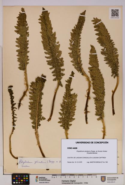 Polystichum plicatum [Espécimen: UDEC:CONC:0044226]