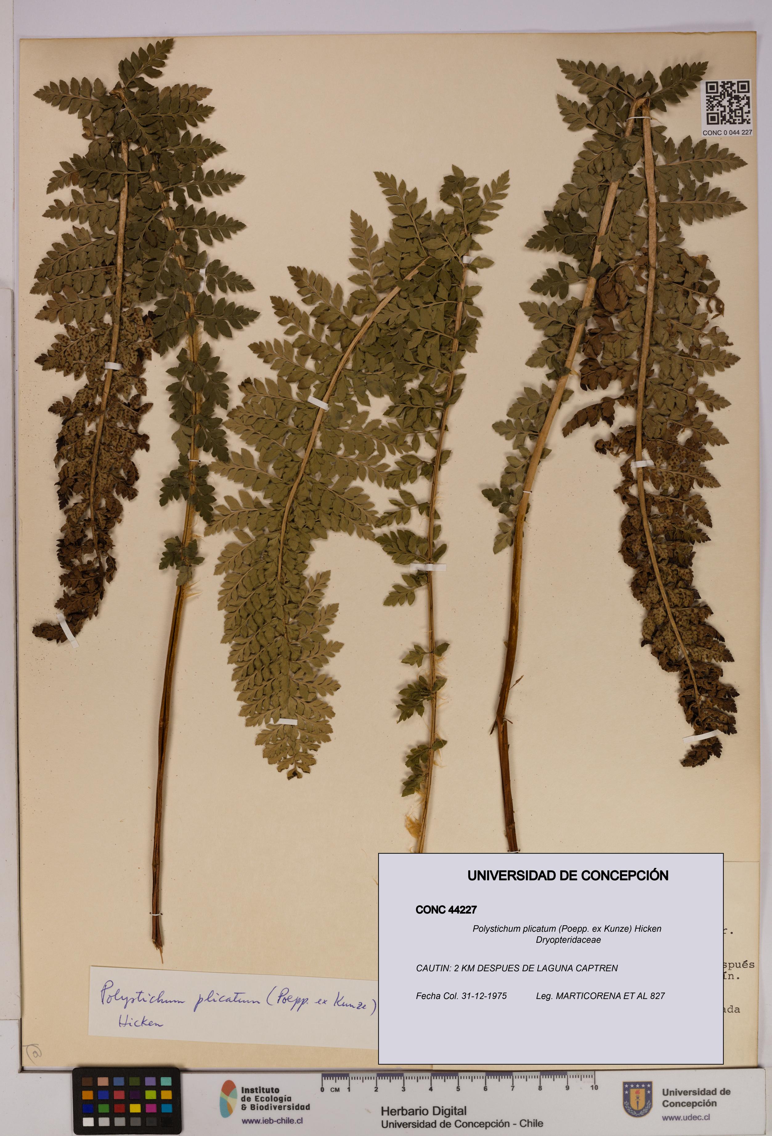 Polystichum plicatum [Espécimen: UDEC:CONC:0044227]