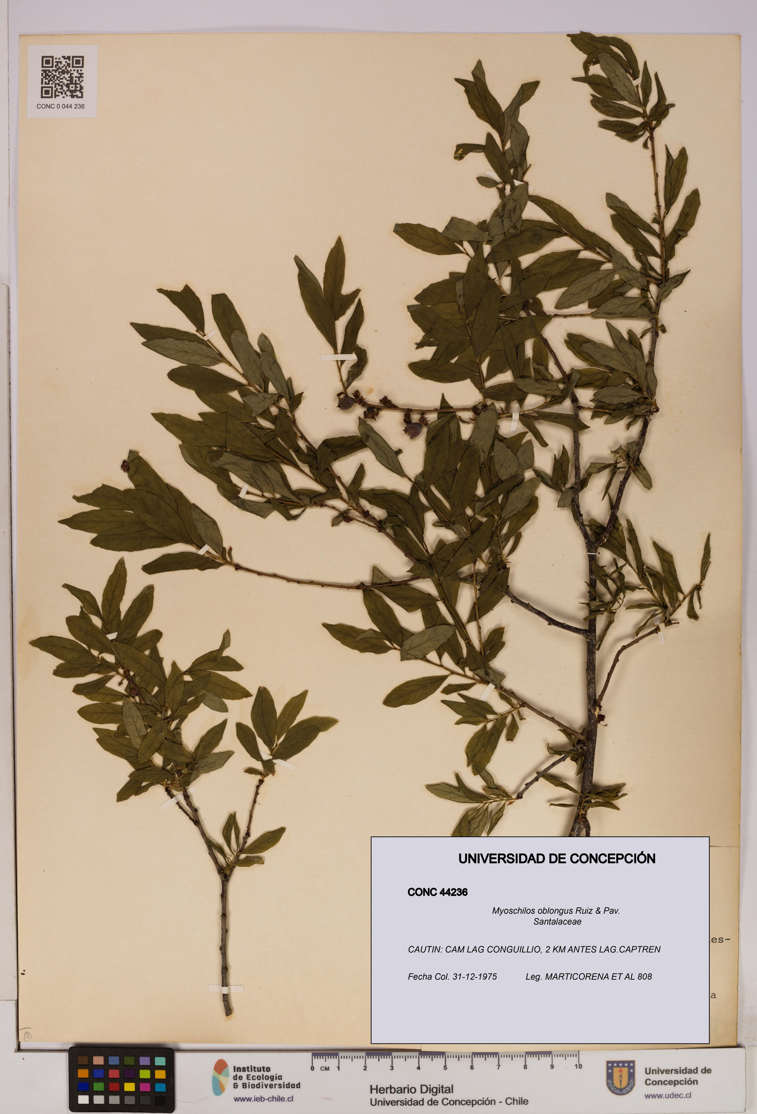 Myoschilos oblongus [Espécimen: UDEC:CONC:0044236]