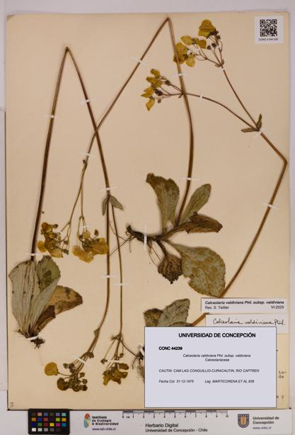 Calceolaria valdiviana subsp. valdiviana [Espécimen: UDEC:CONC:0044239]