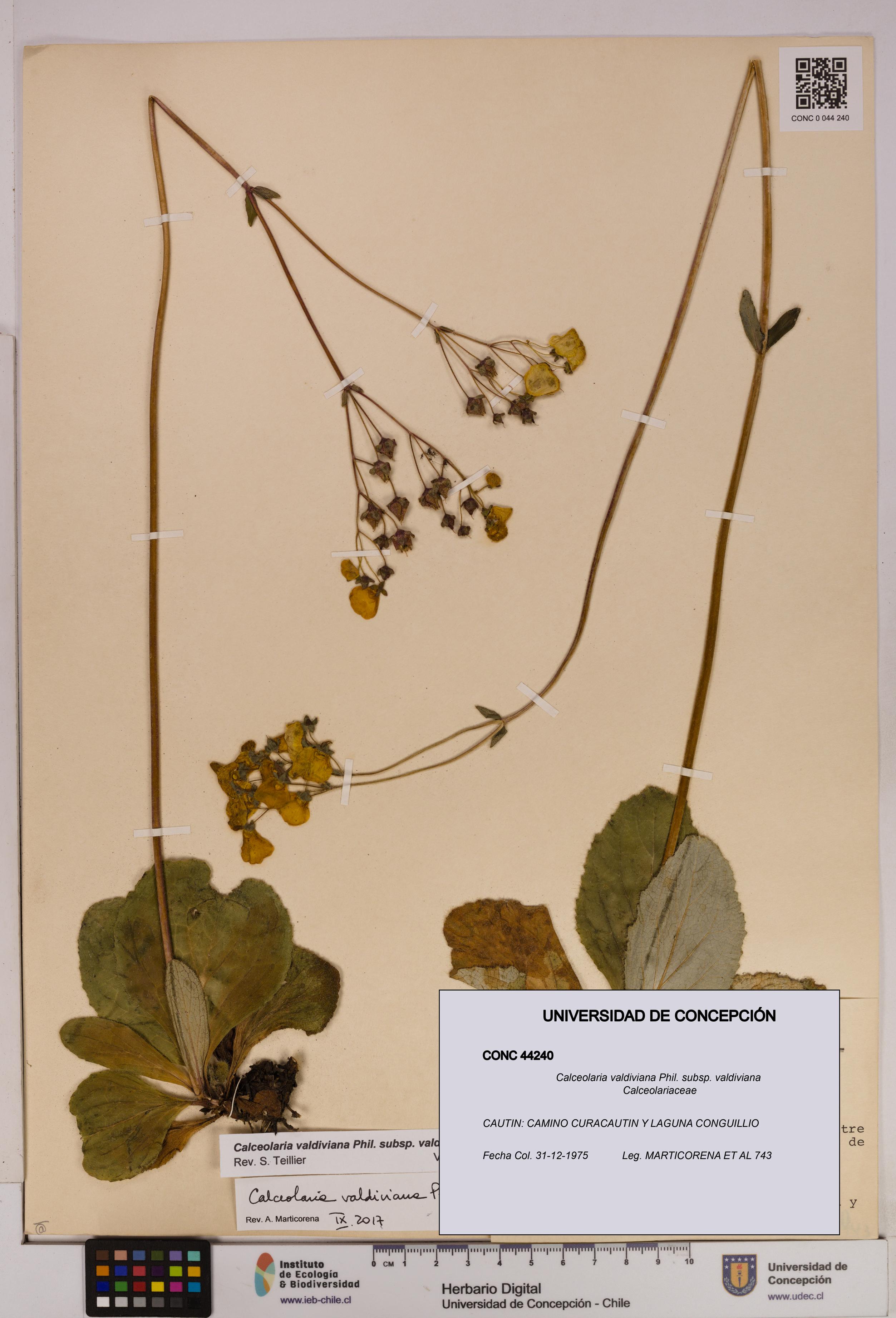 Calceolaria valdiviana subsp. valdiviana [Espécimen: UDEC:CONC:0044240]