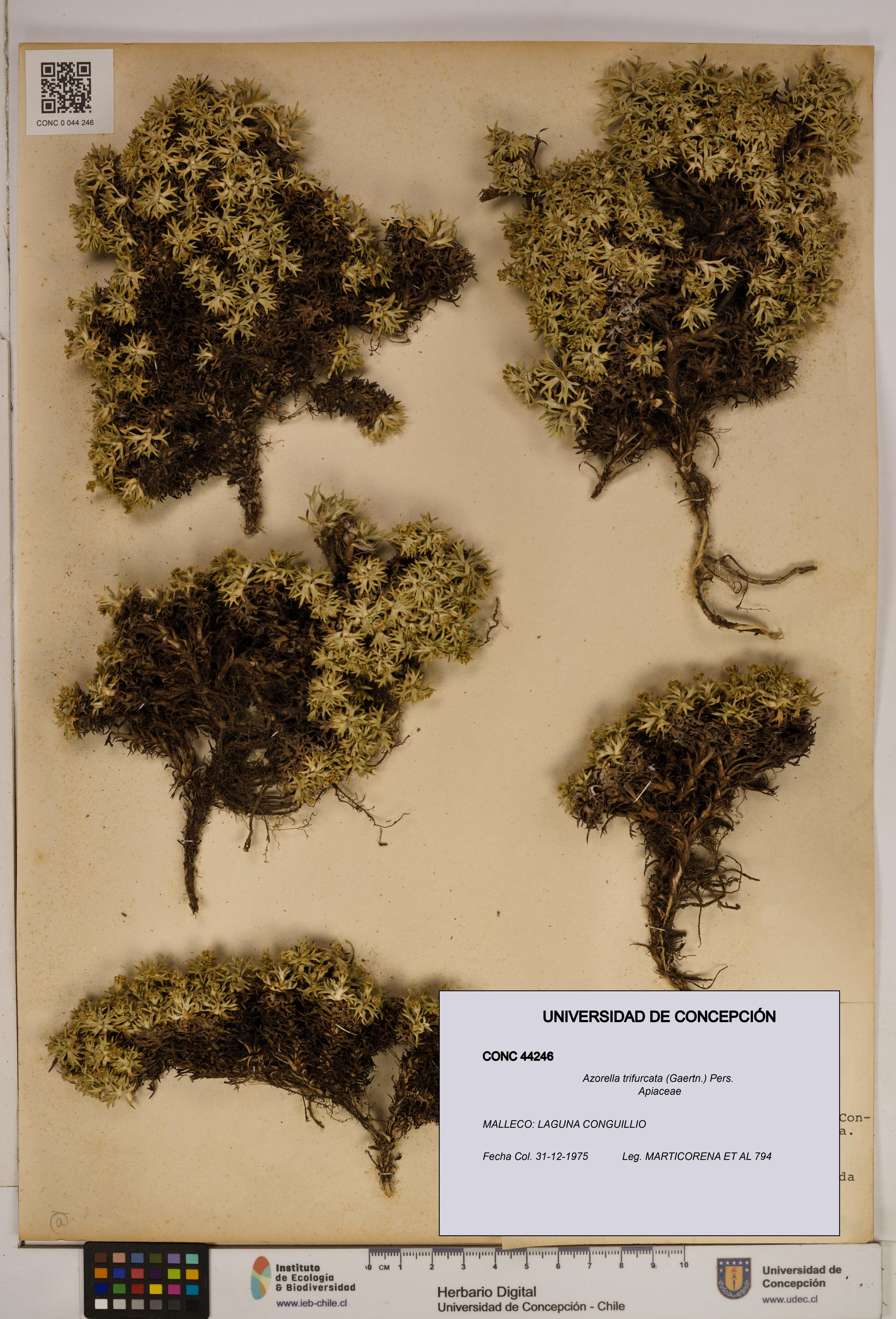 Azorella trifurcata [Espécimen: ]
