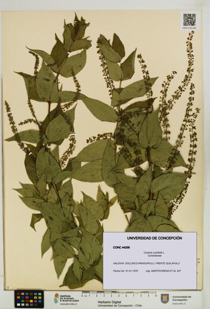 Coriaria ruscifolia [Espécimen: ]