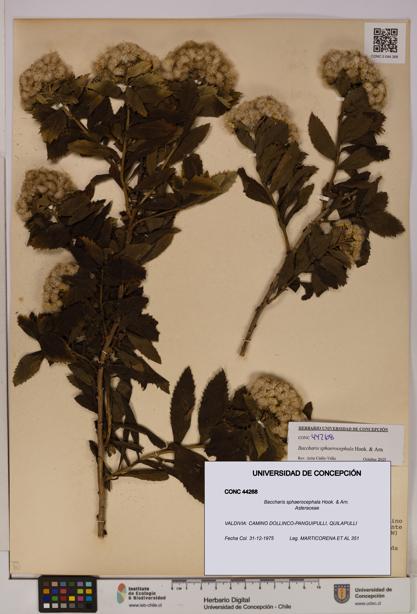 Baccharis sphaerocephala [Espécimen: UDEC:CONC:0044268]