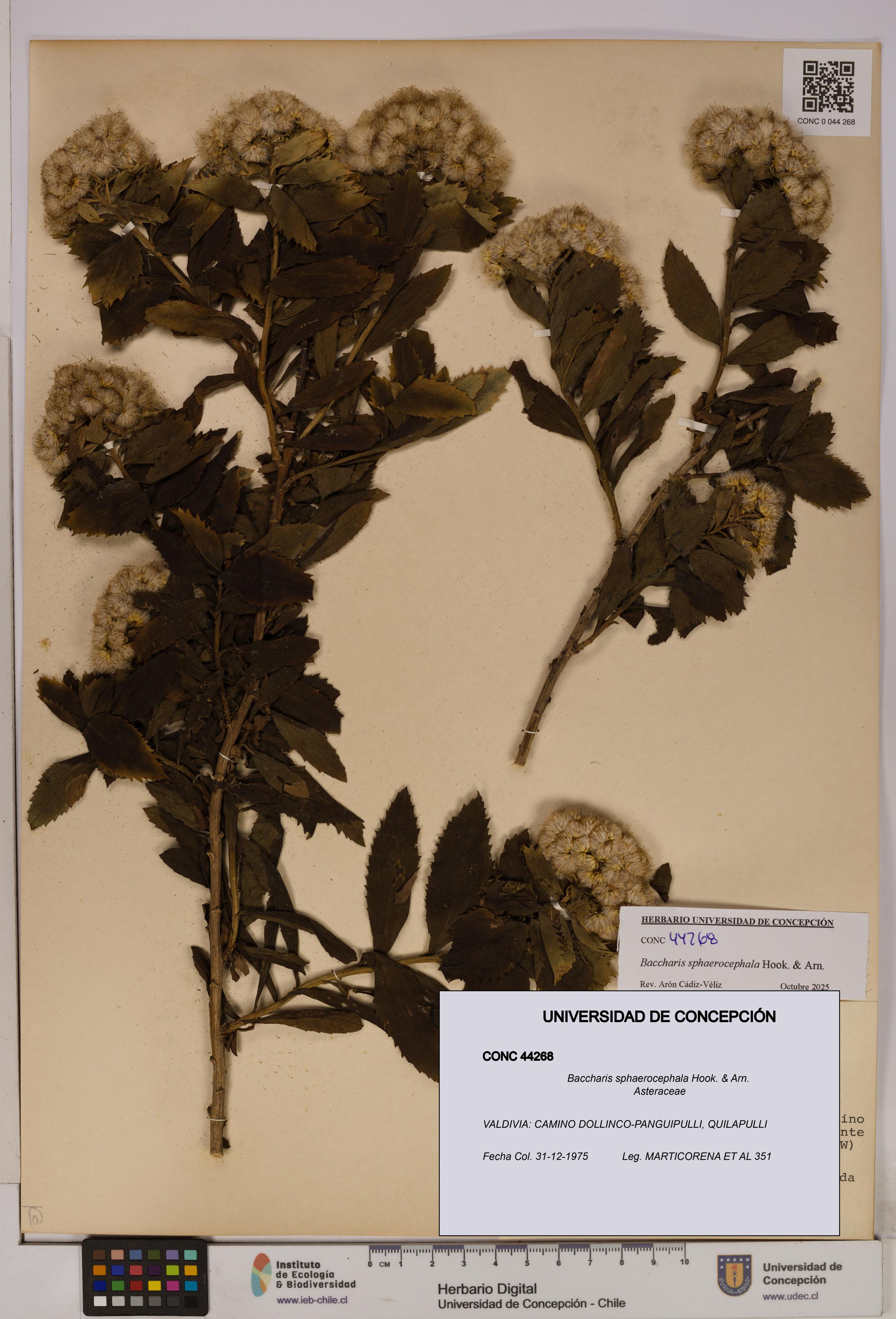 Baccharis sphaerocephala [Espécimen: UDEC:CONC:0044268]