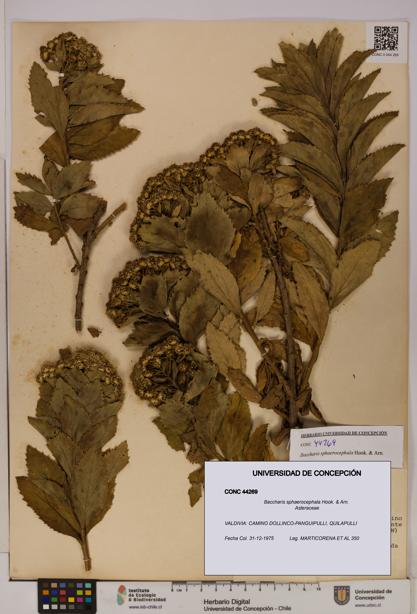 Baccharis sphaerocephala [Espécimen: UDEC:CONC:0044269]