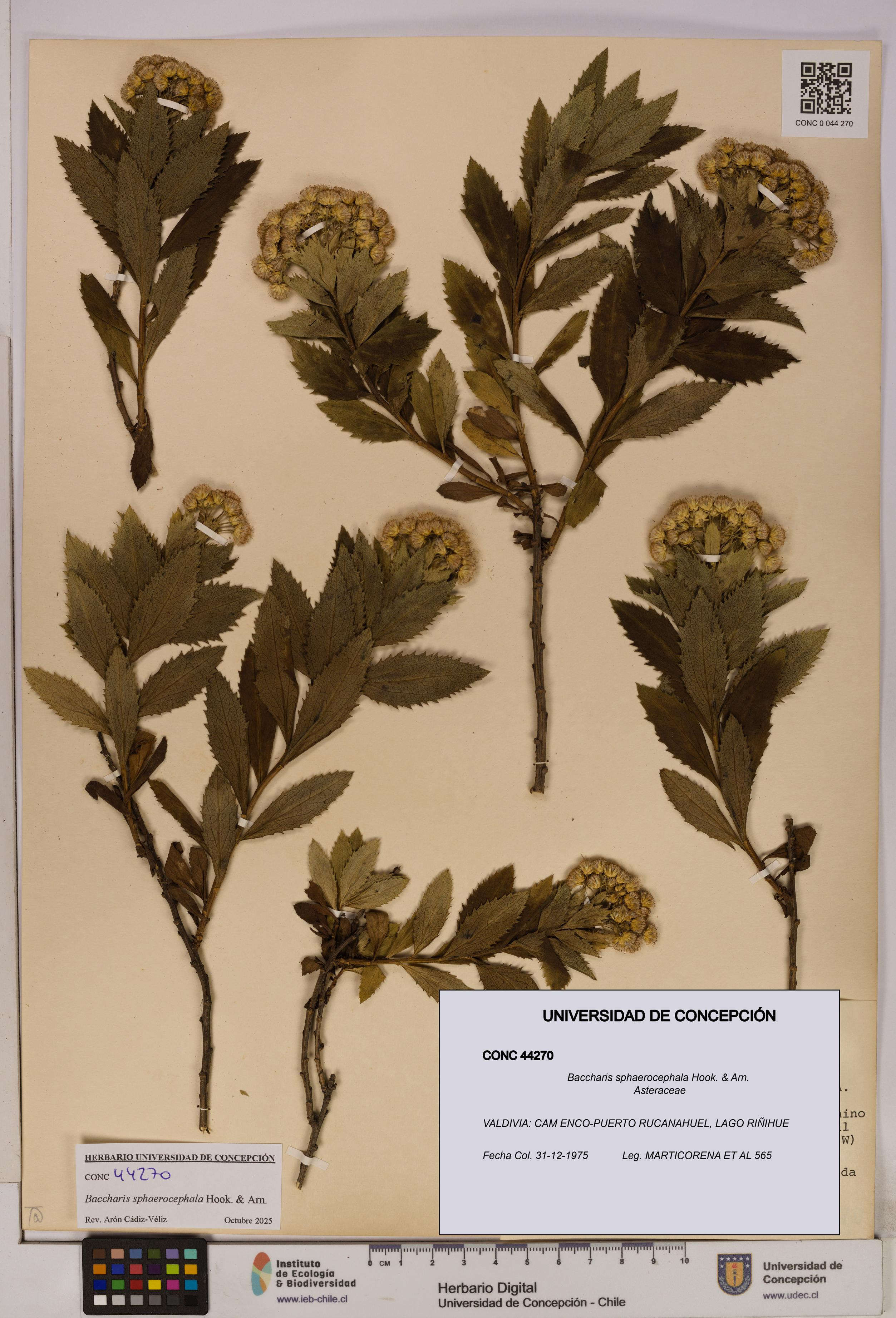 Baccharis sphaerocephala [Espécimen: UDEC:CONC:0044270]