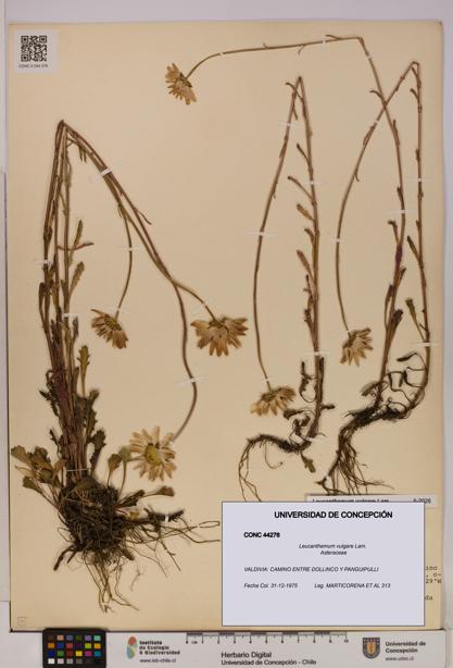 Leucanthemum vulgare [Espécimen: UDEC:CONC:0044276]