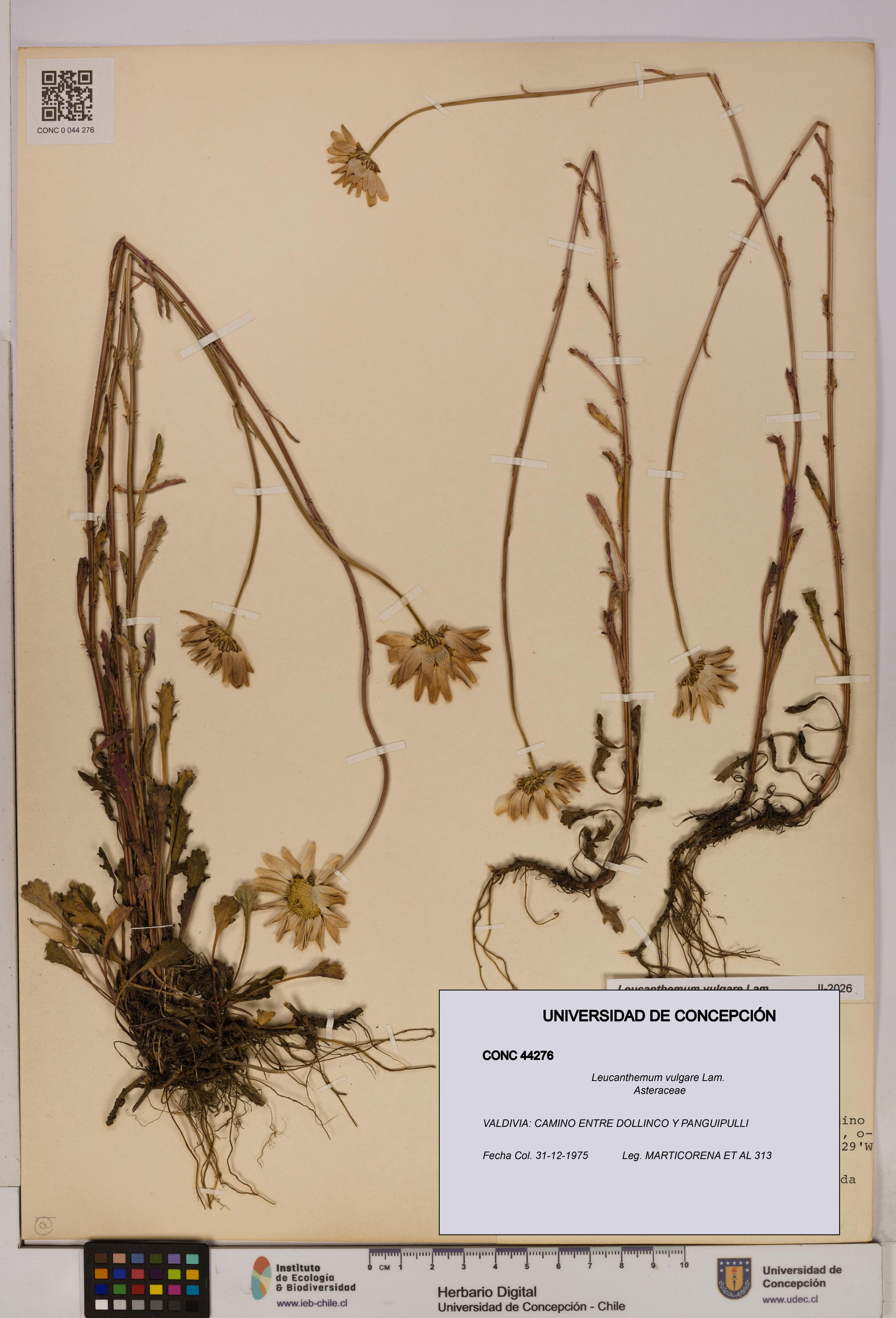 Leucanthemum vulgare [Espécimen: UDEC:CONC:0044276]