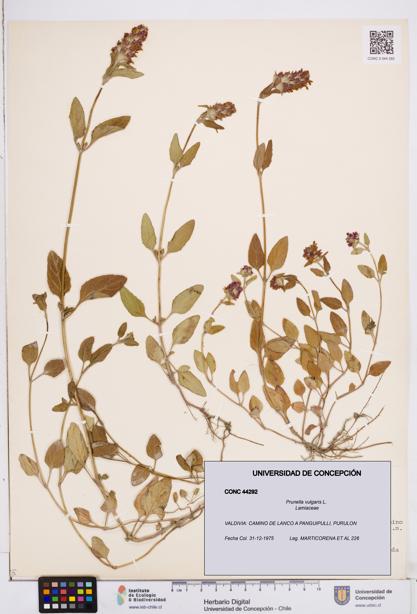 Prunella vulgaris [Espécimen: ]