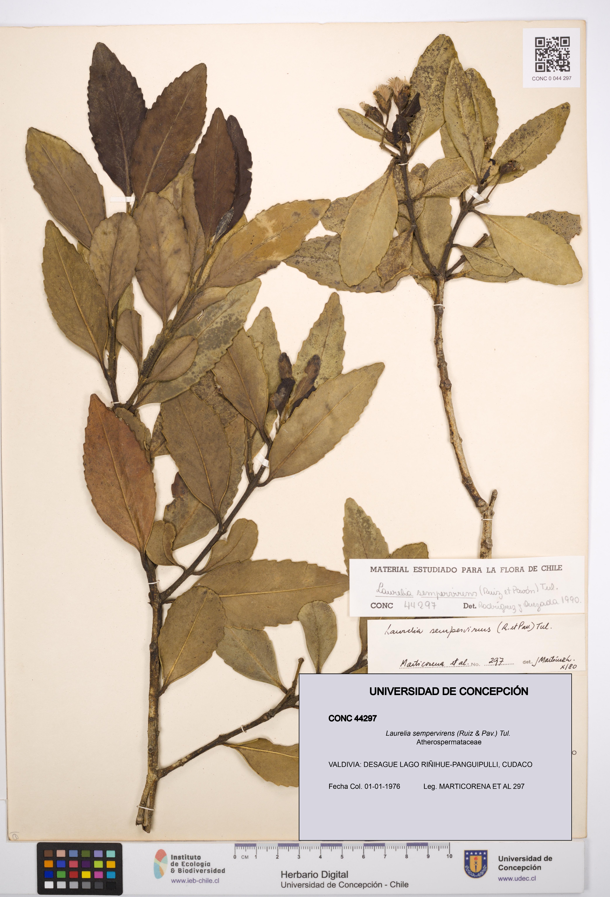 Laurelia sempervirens [Espécimen: UDEC:CONC:0044297]