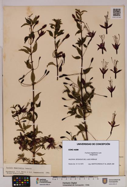 Fuchsia magellanica [Espécimen: UDEC:CONC:0044298]