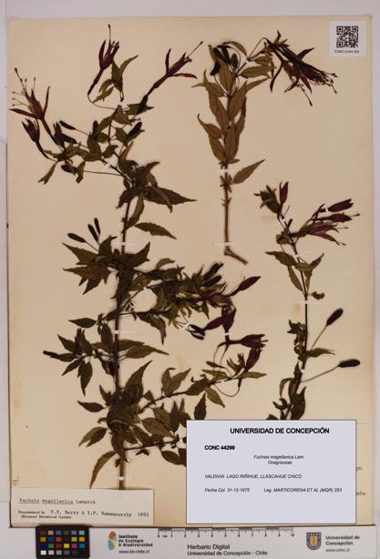 Fuchsia magellanica [Espécimen: UDEC:CONC:0044299]