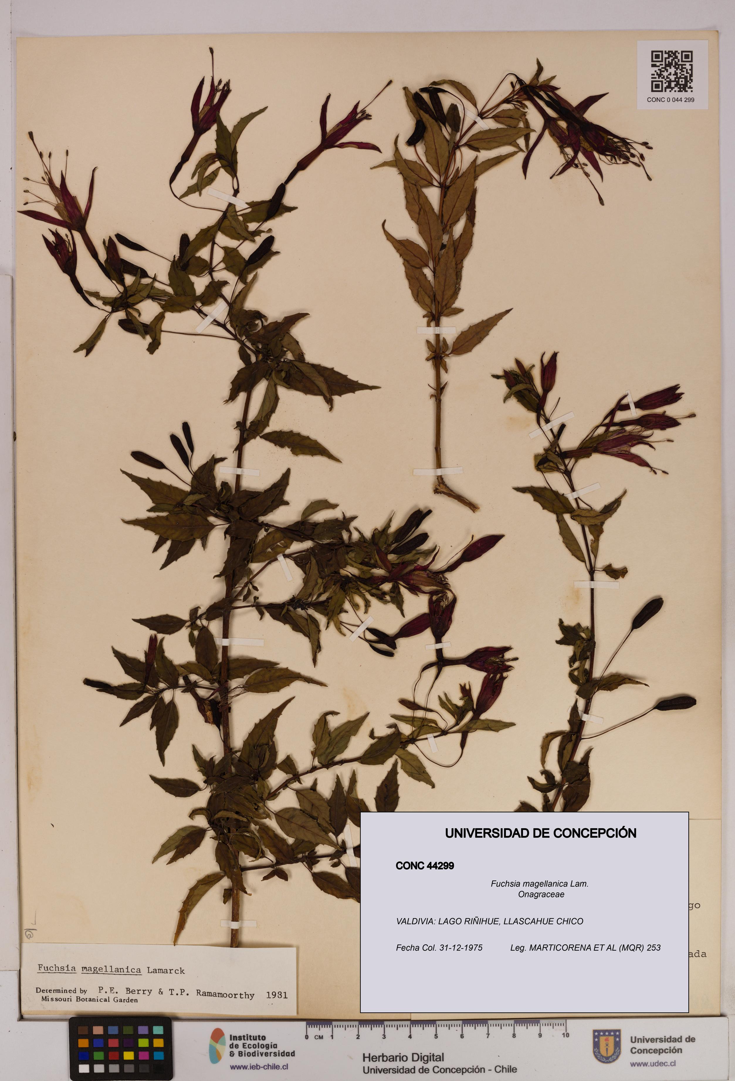 Fuchsia magellanica [Espécimen: UDEC:CONC:0044299]