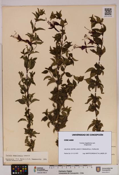 Fuchsia magellanica [Espécimen: UDEC:CONC:0044300]