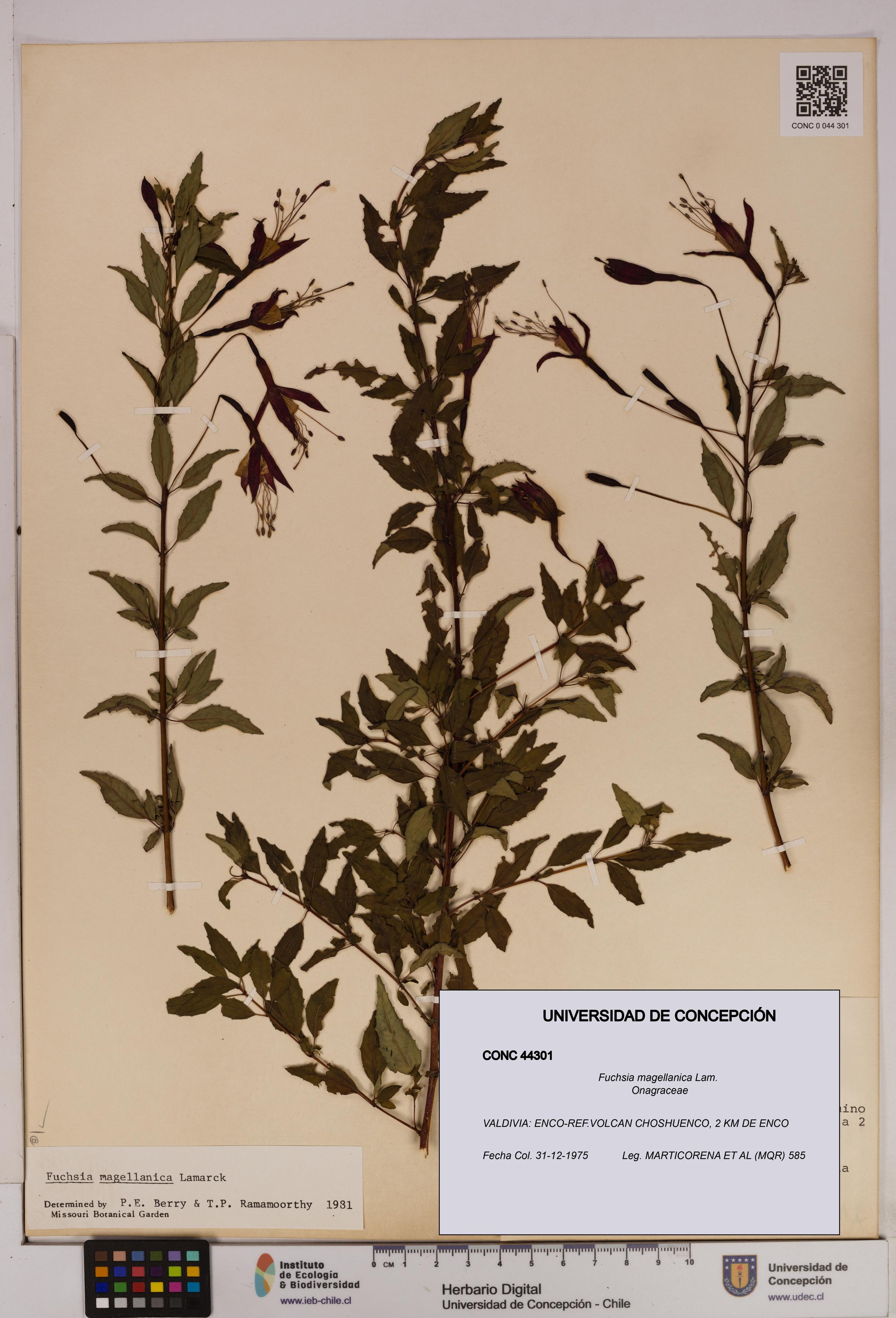 Fuchsia magellanica [Espécimen: UDEC:CONC:0044301]
