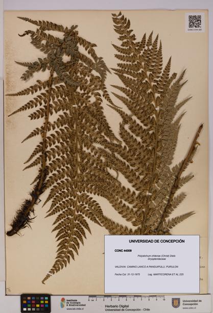 Polystichum chilense [Espécimen: UDEC:CONC:0044309]
