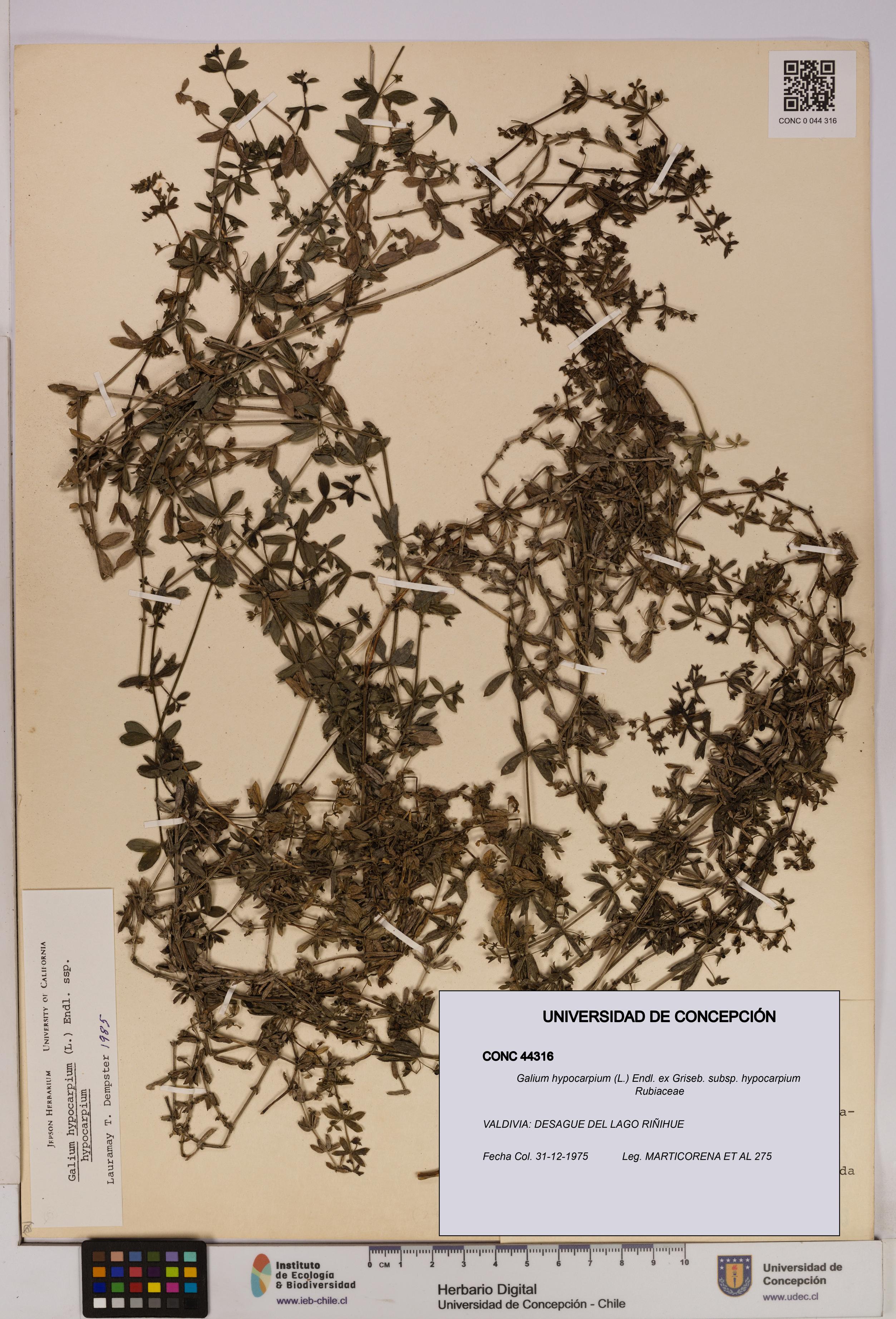 Galium hypocarpium subsp. hypocarpium [Espécimen: UDEC:CONC:0044316]