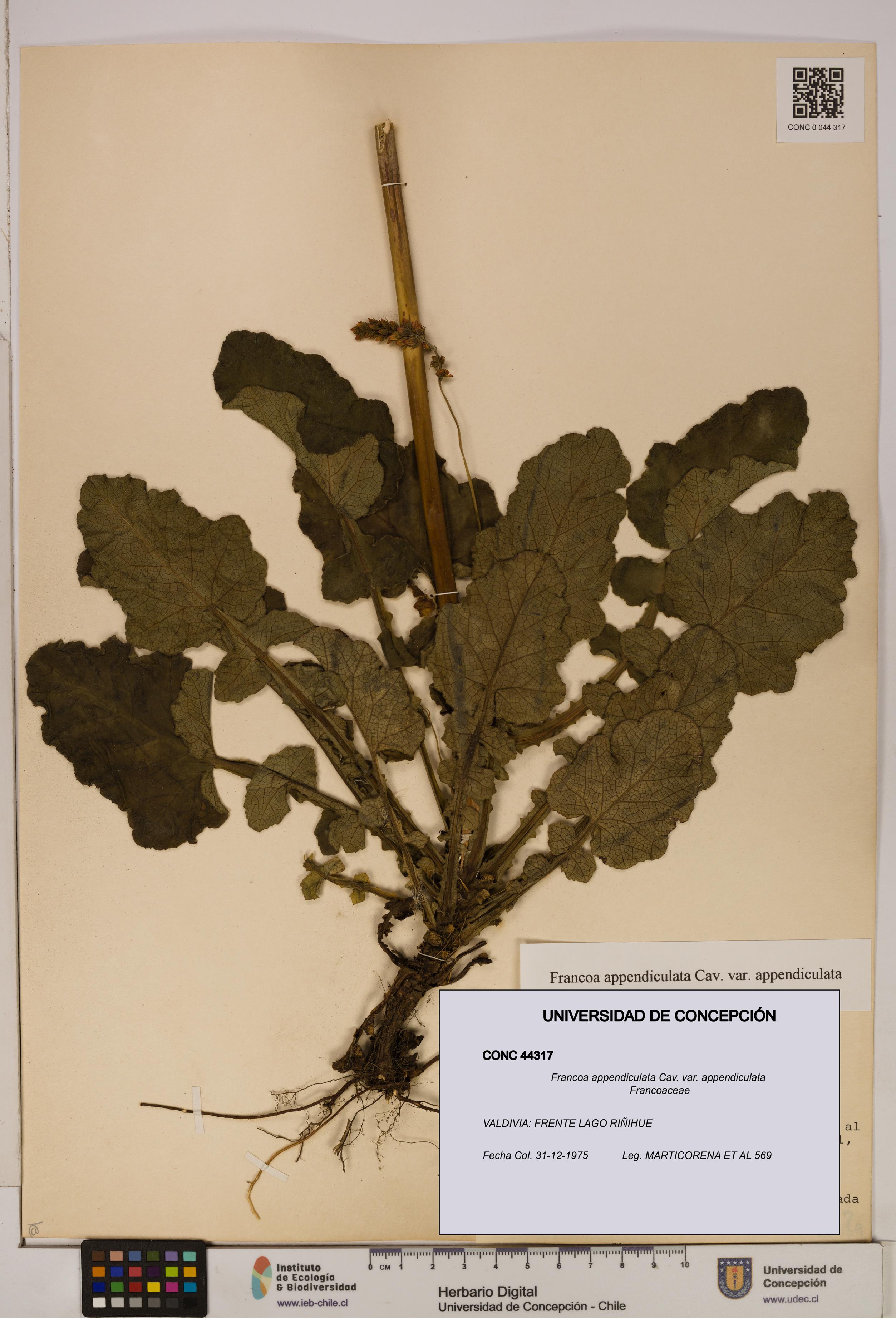 Francoa appendiculata [Espécimen: ]