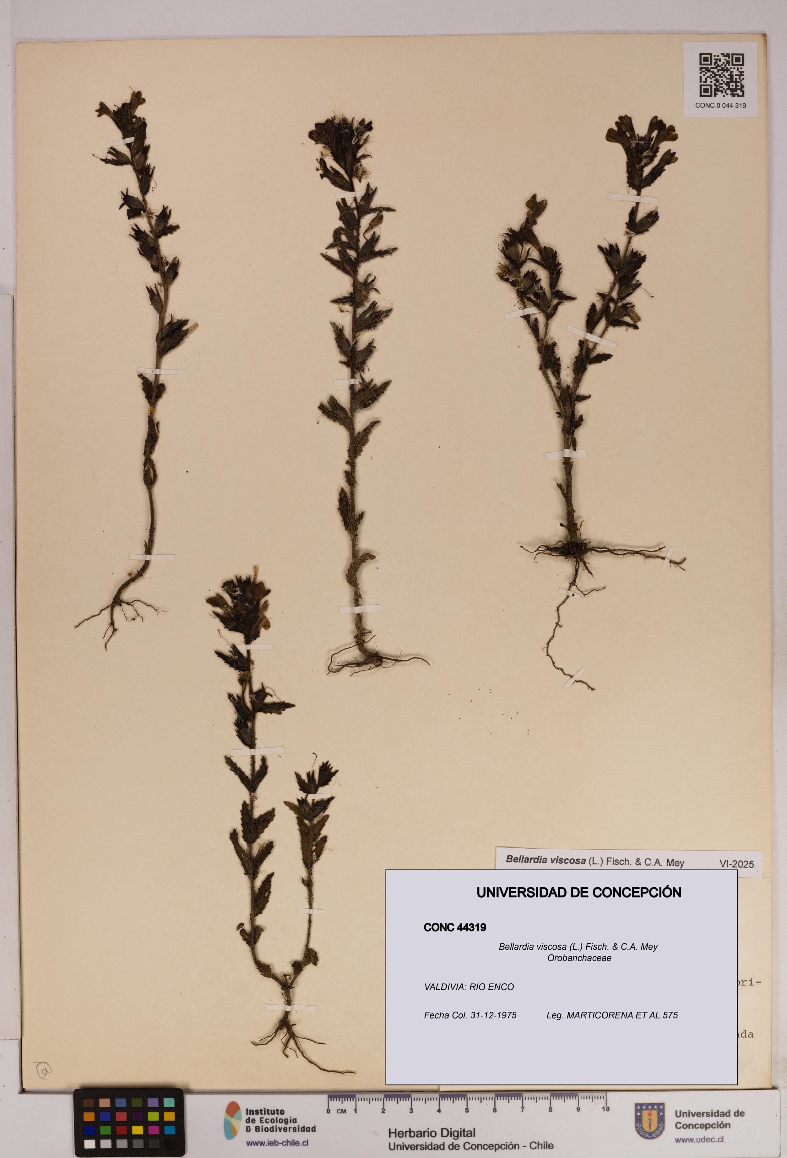 Bellardia viscosa [Espécimen: UDEC:CONC:0044319]