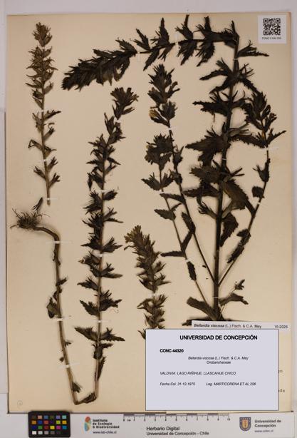 Bellardia viscosa [Espécimen: UDEC:CONC:0044320]