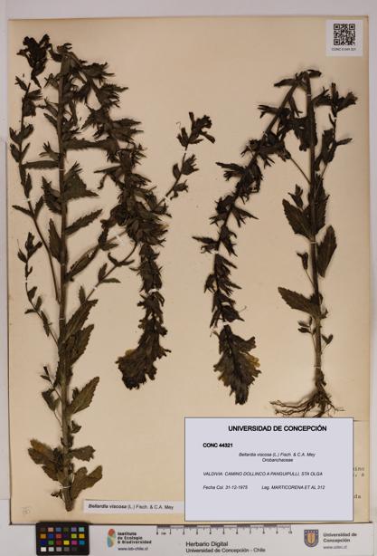 Bellardia viscosa [Espécimen: UDEC:CONC:0044321]