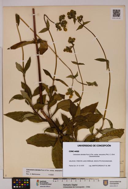 Calceolaria dentata subsp. araucana [Espécimen: UDEC:CONC:0044322]