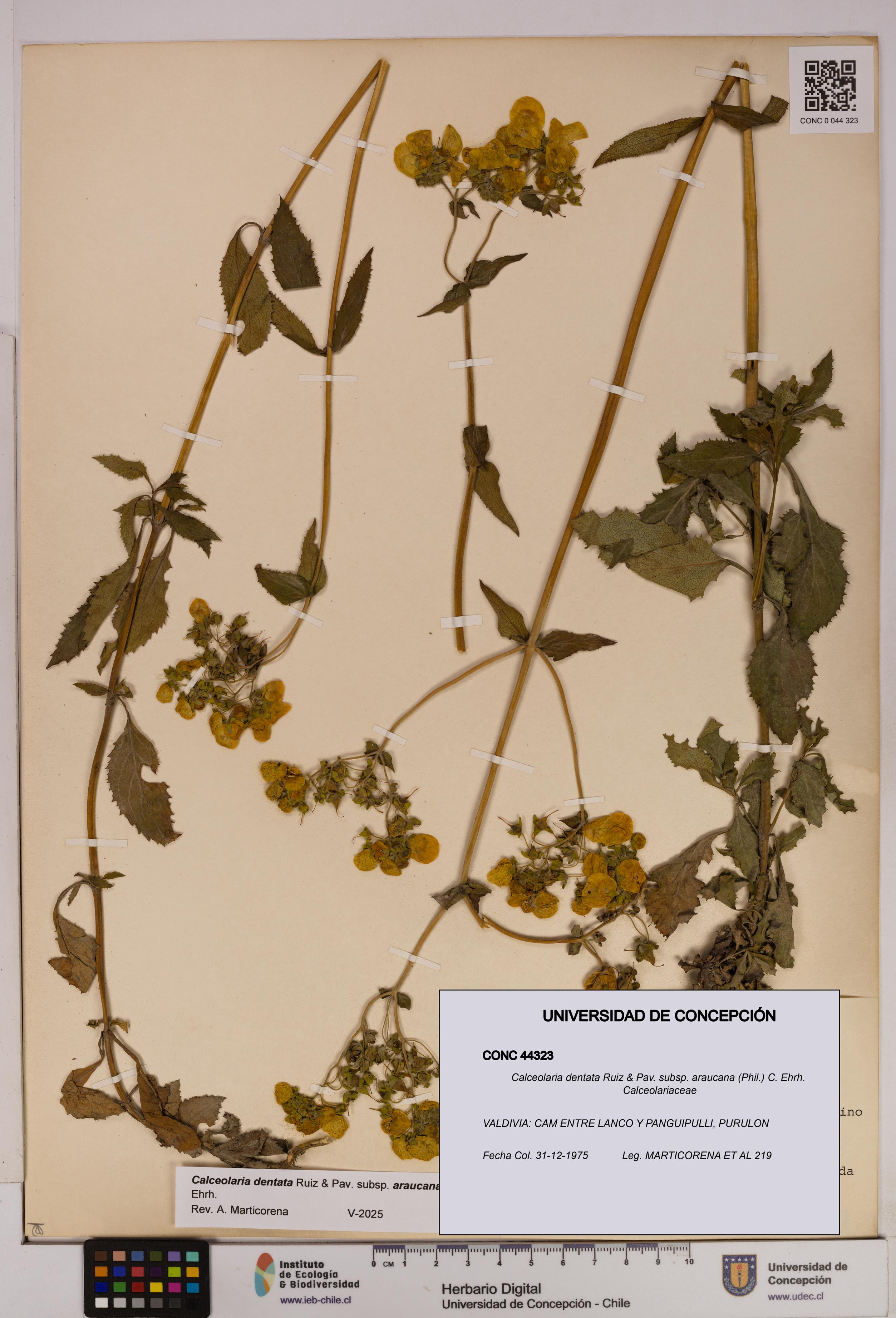 Calceolaria dentata subsp. araucana [Espécimen: UDEC:CONC:0044323]