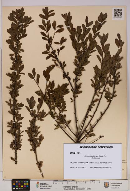 Myoschilos oblongus [Espécimen: UDEC:CONC:0044324]