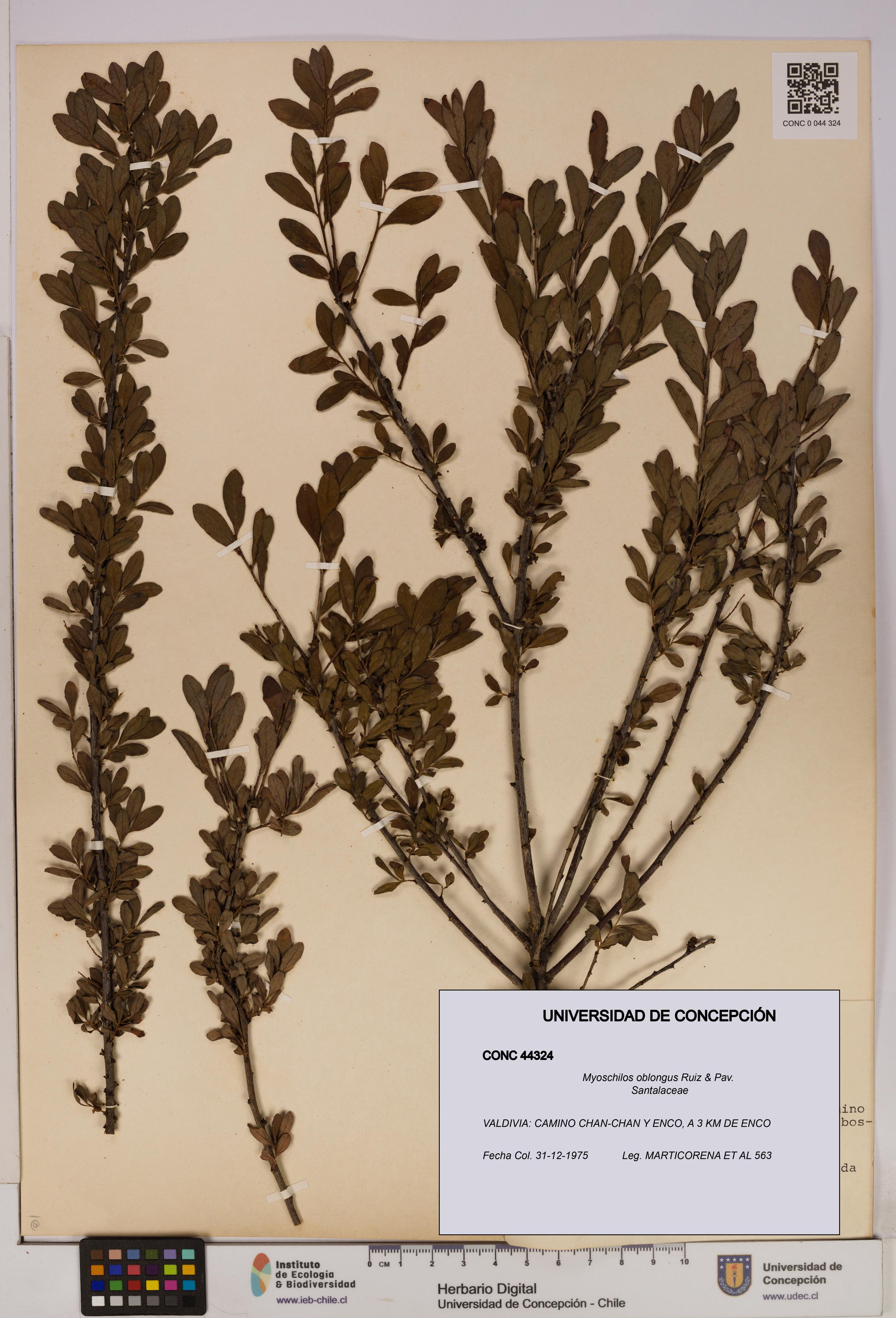 Myoschilos oblongus [Espécimen: UDEC:CONC:0044324]