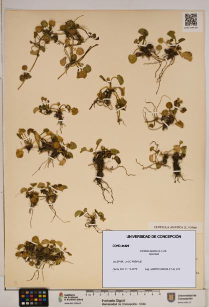 Centella asiatica [Espécimen: ]