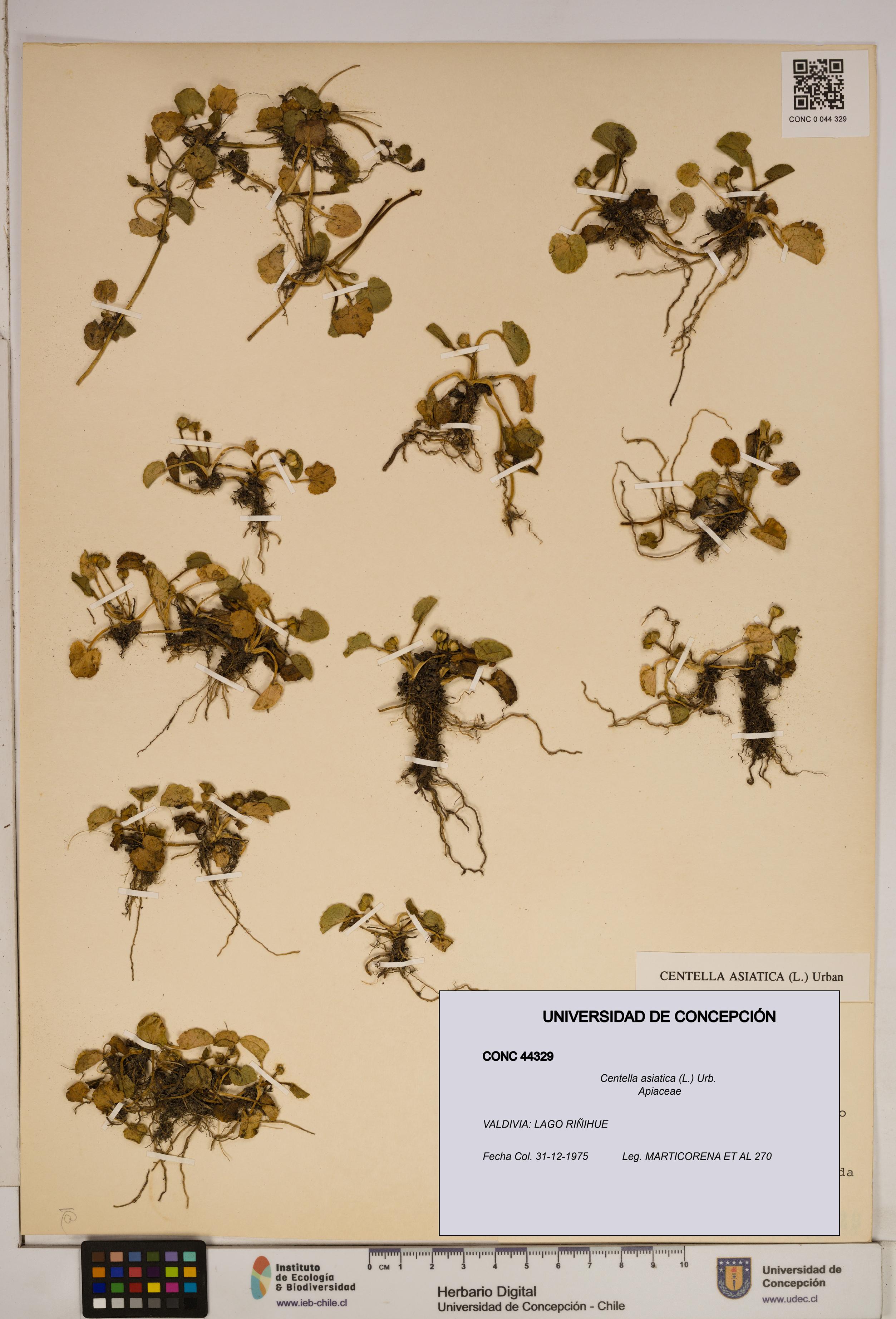 Centella asiatica [Espécimen: ]