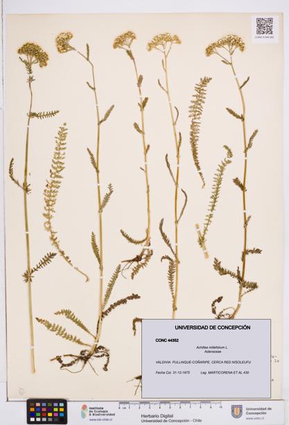 Achillea millefolium [Espécimen: ]