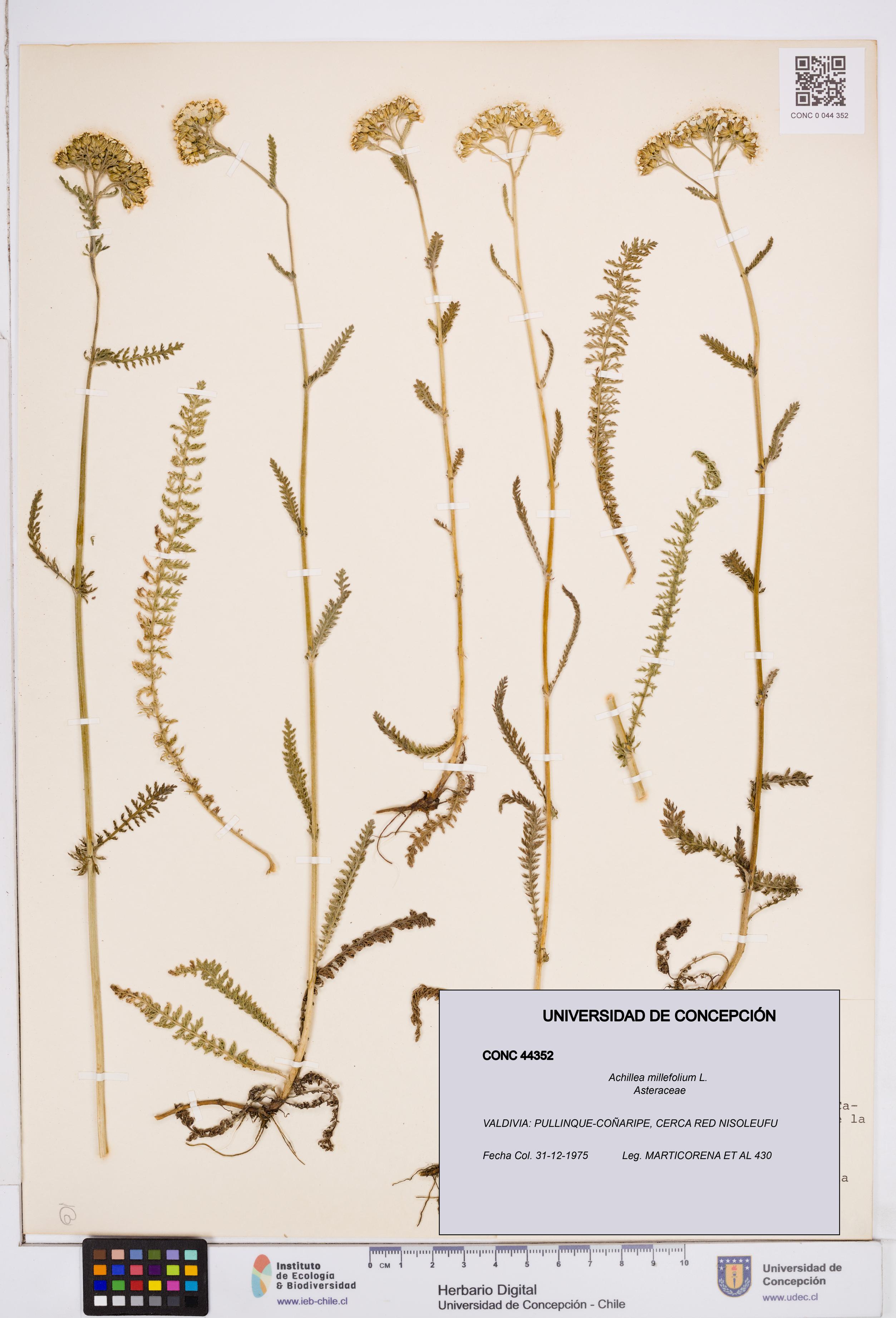 Achillea millefolium [Espécimen: ]