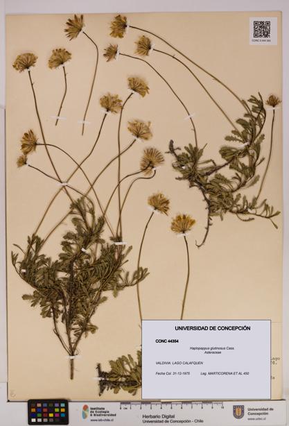 Haplopappus glutinosus [Espécimen: UDEC:CONC:0044354]