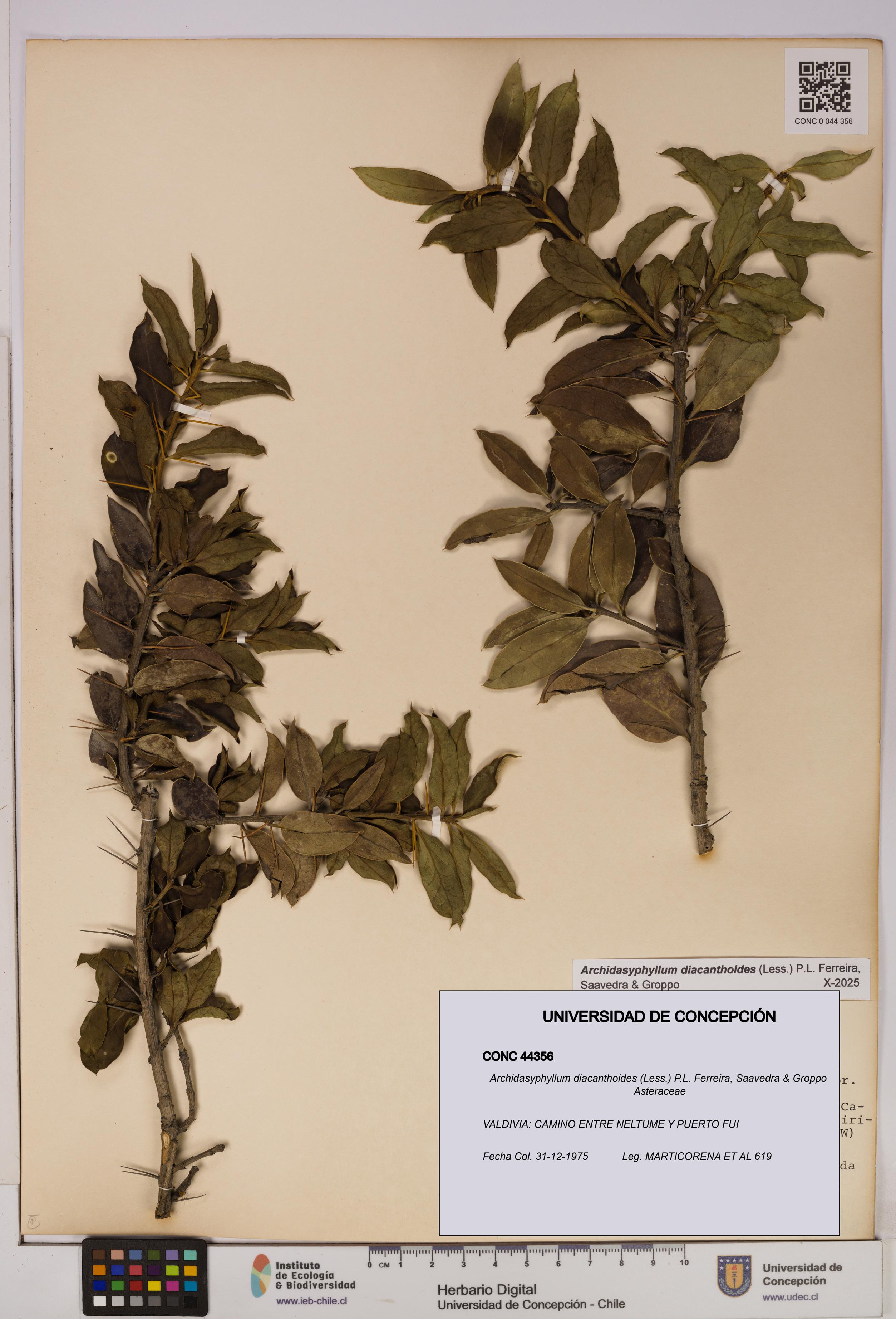 Archidasyphyllum diacanthoides [Espécimen: UDEC:CONC:0044356]