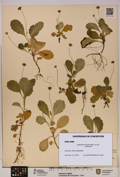 Lagenophora hirsuta [Espécimen: ]