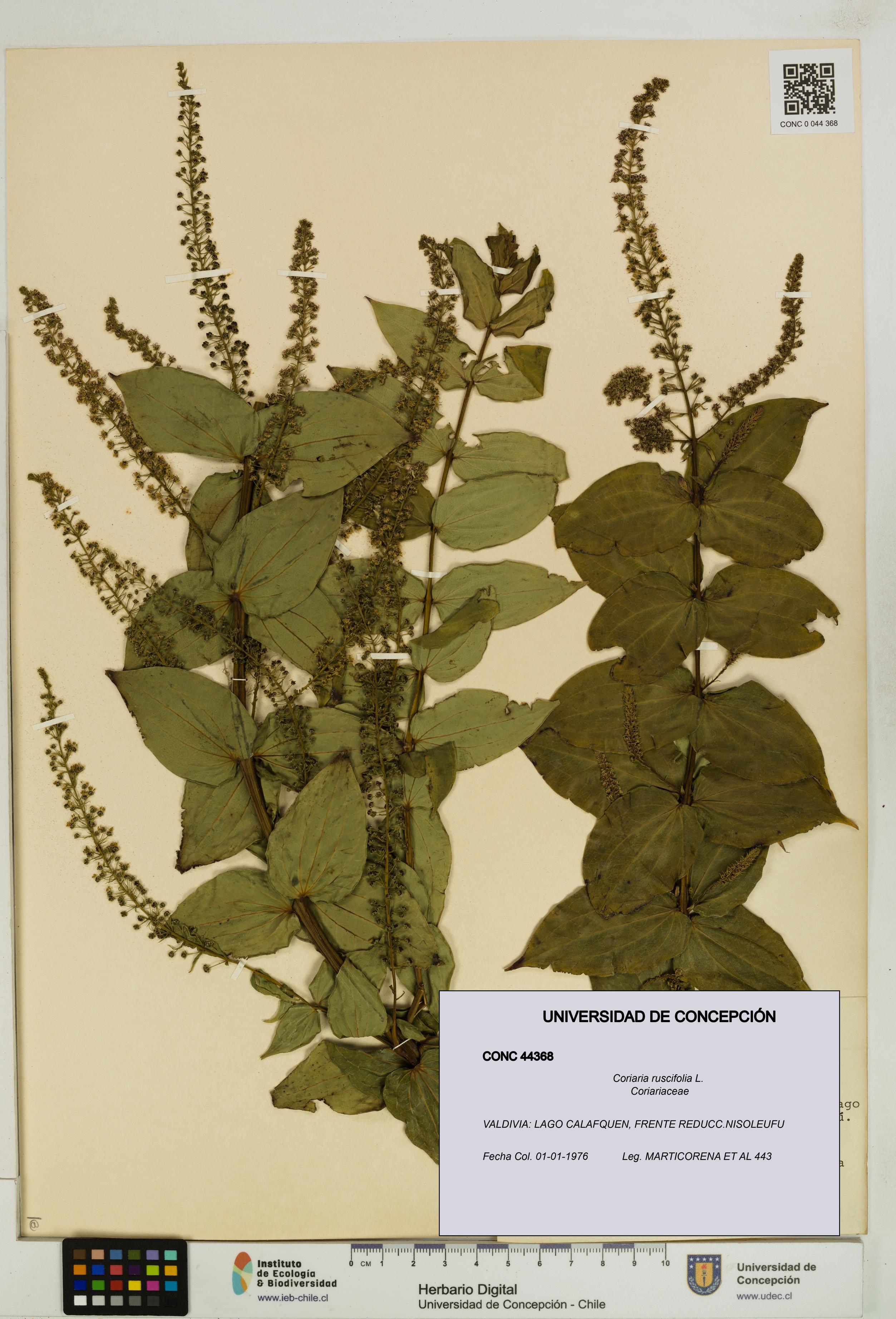 Coriaria ruscifolia [Espécimen: ]