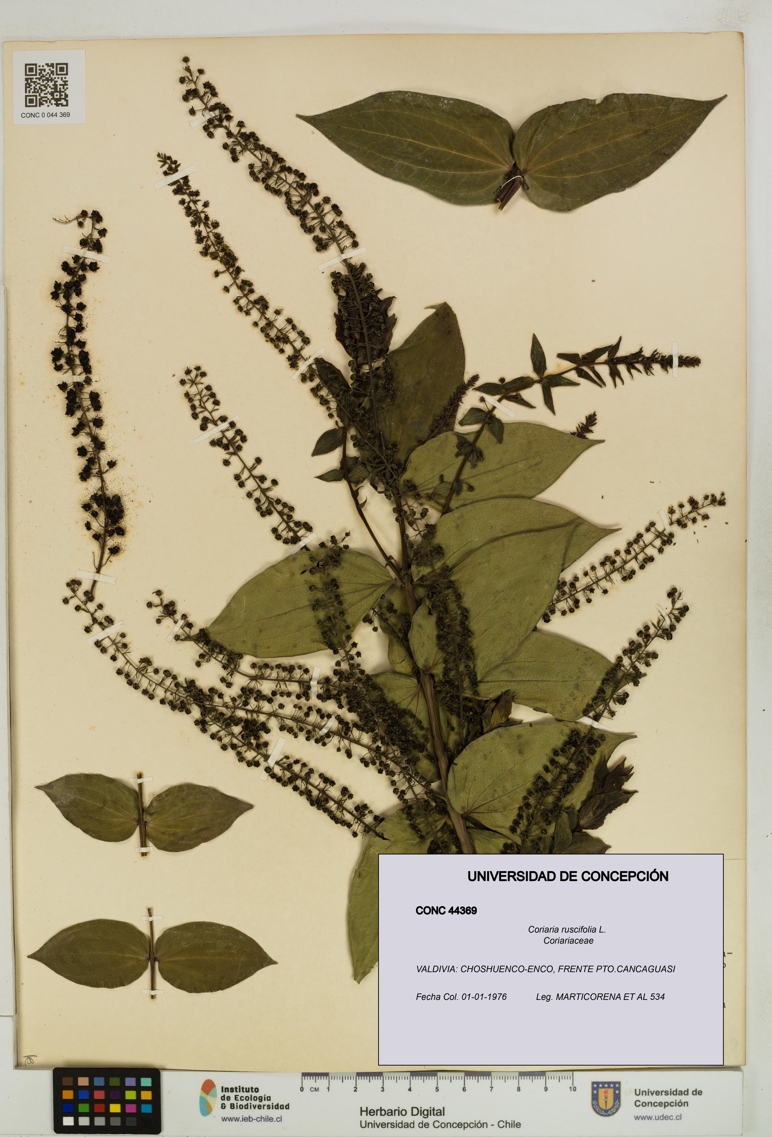 Coriaria ruscifolia [Espécimen: ]
