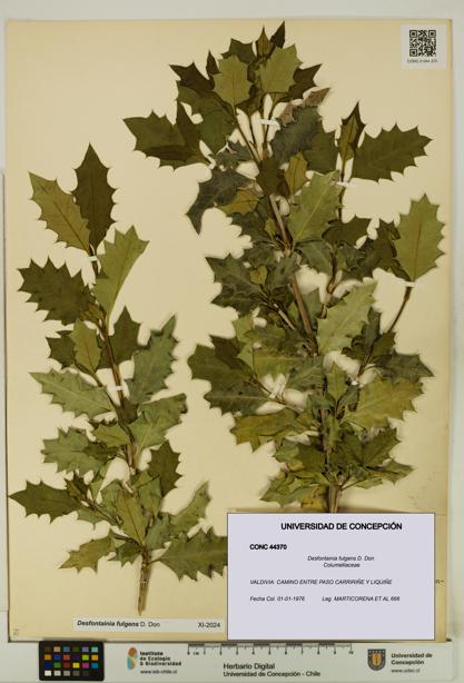 Desfontainia fulgens [Espécimen: UDEC:CONC:0044370]