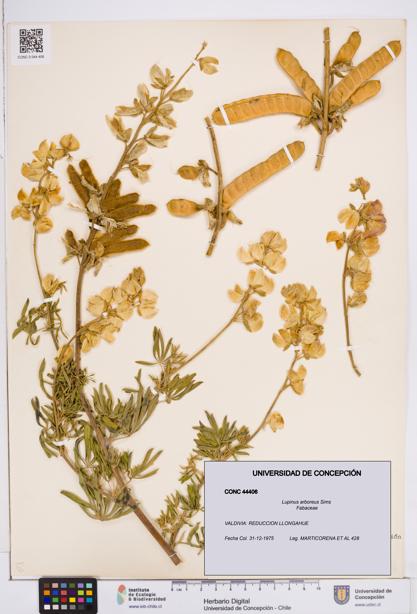 Lupinus arboreus [Espécimen: ]