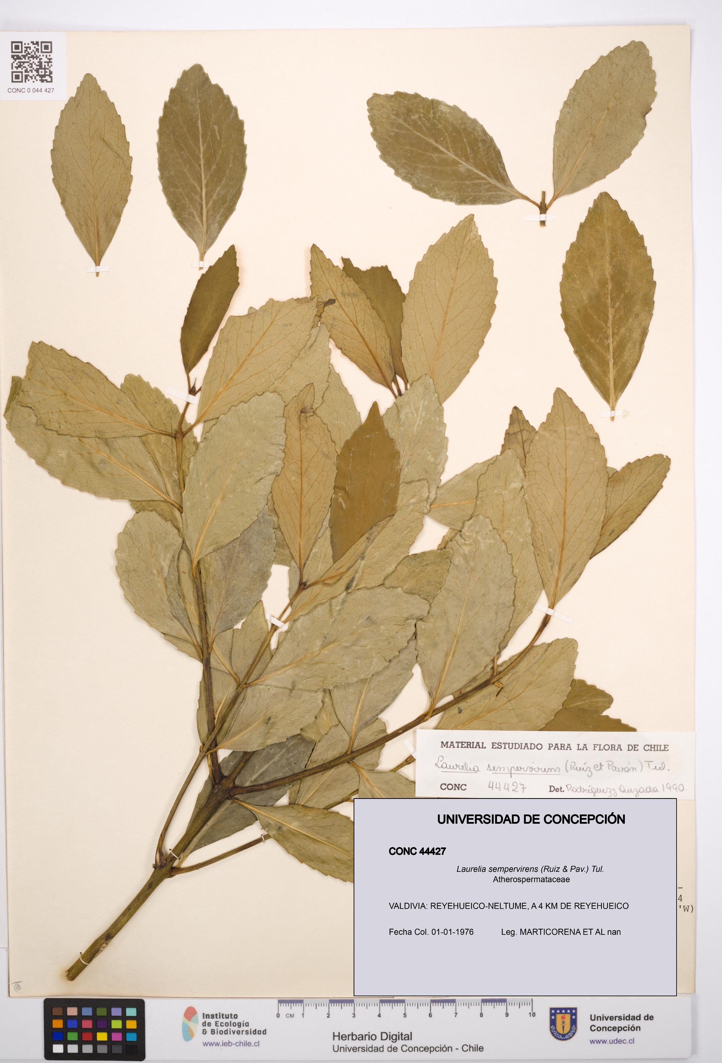 Laurelia sempervirens [Espécimen: UDEC:CONC:0044427]