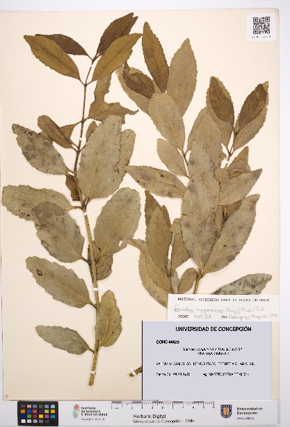 Laurelia sempervirens [Espécimen: UDEC:CONC:0044428]