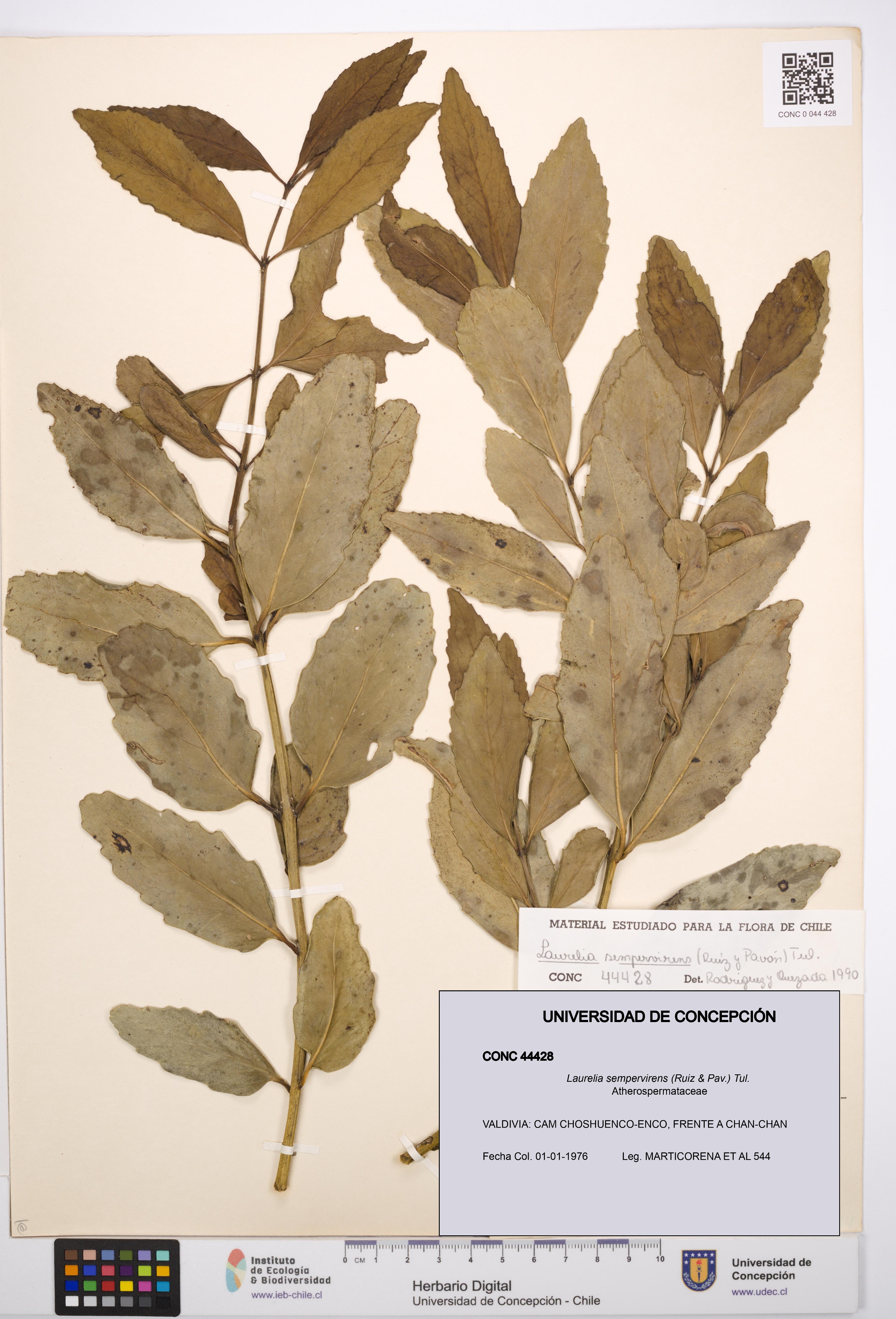 Laurelia sempervirens [Espécimen: UDEC:CONC:0044428]