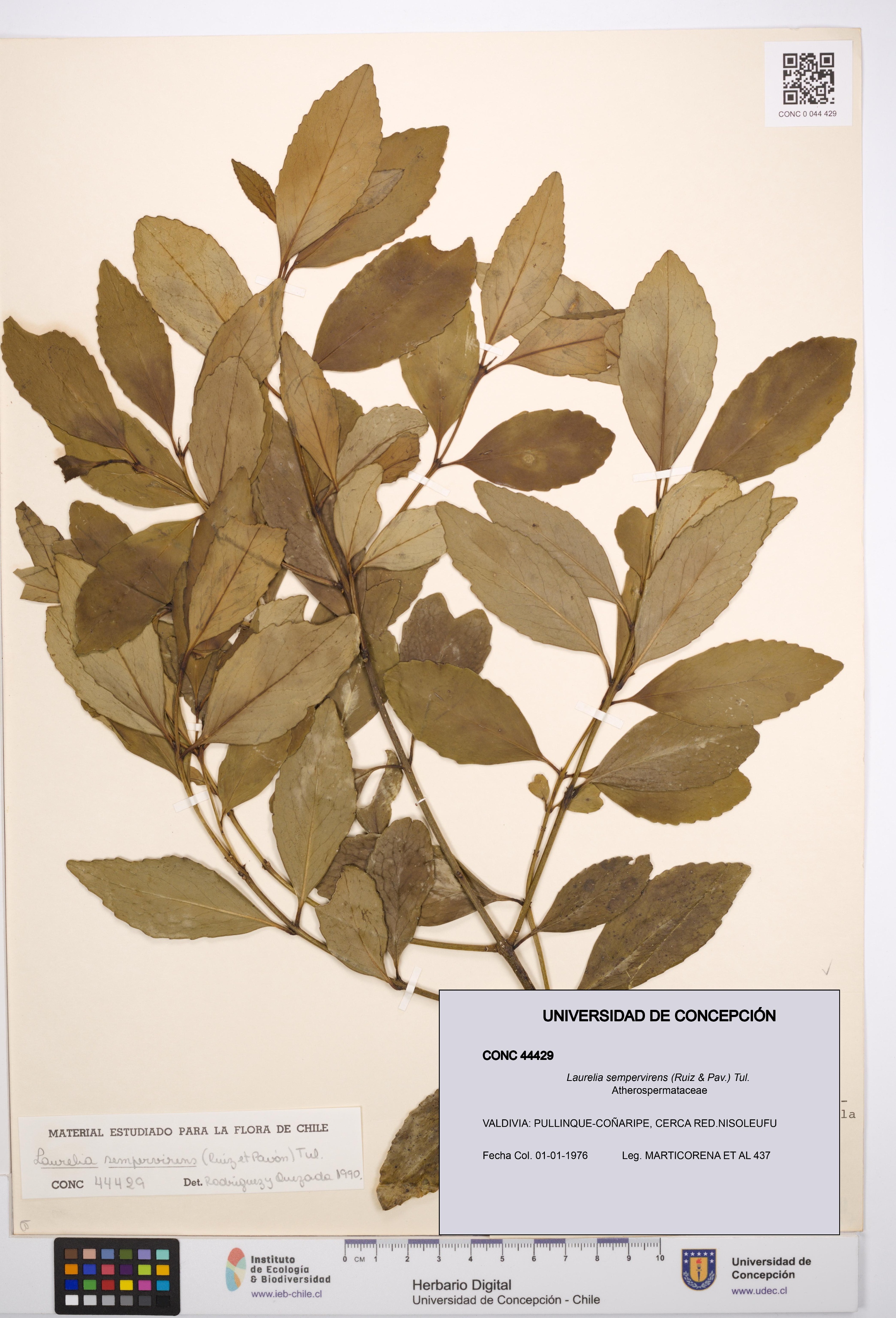 Laurelia sempervirens [Espécimen: UDEC:CONC:0044429]