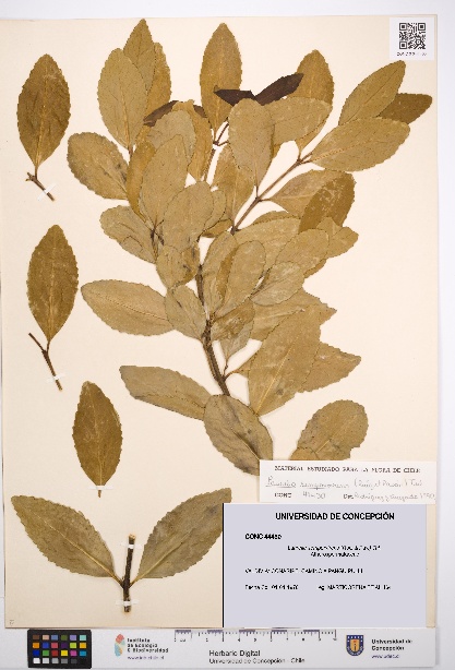 Laurelia sempervirens [Espécimen: UDEC:CONC:0044430]