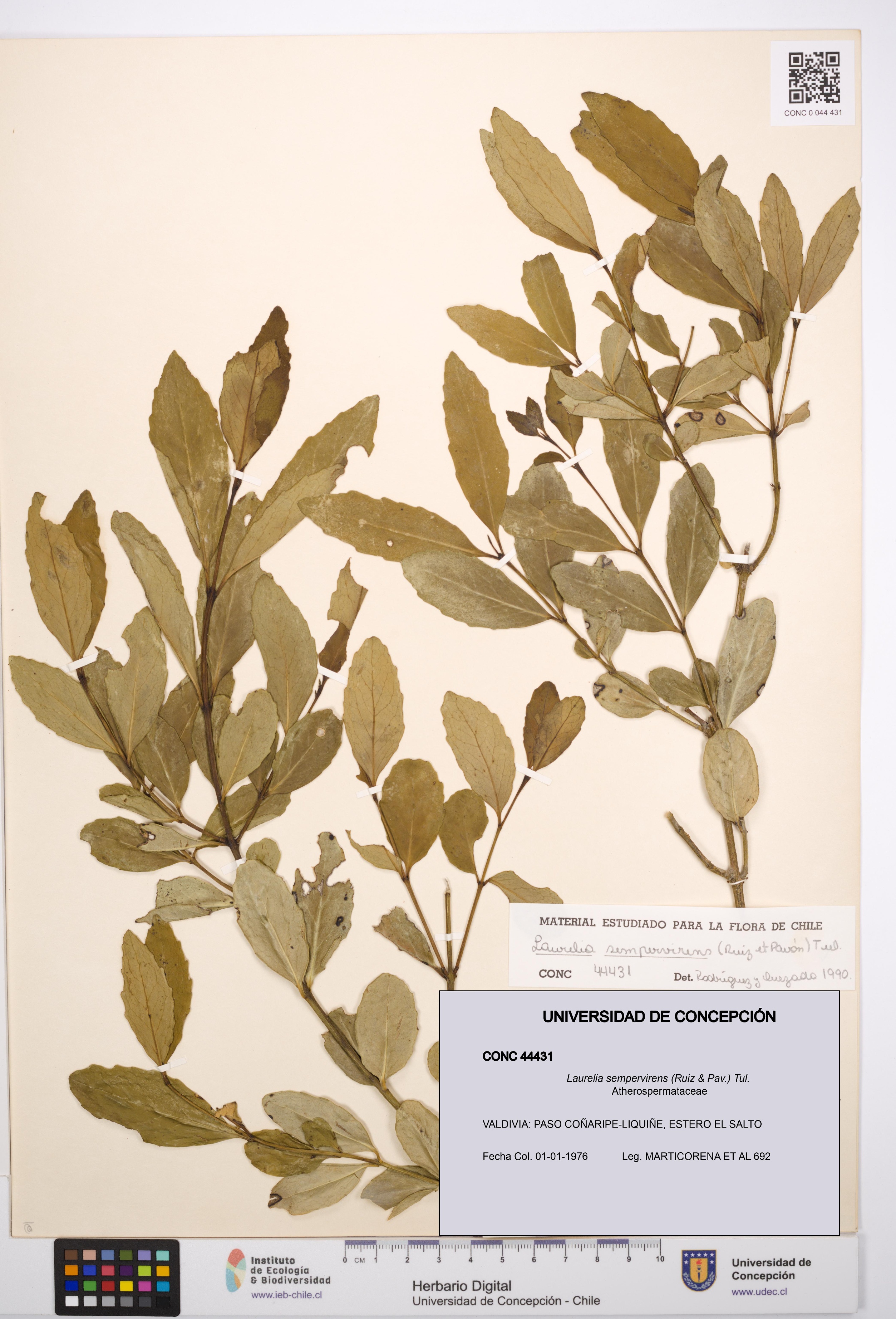 Laurelia sempervirens [Espécimen: UDEC:CONC:0044431]